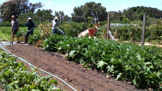 Best Gardening, Lawn, Trees & Shrubs Maintenance Professionals Nairobi. image 11
