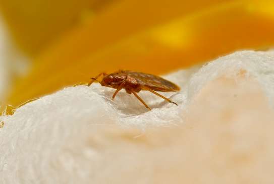 Expert Bed Bug Control - Same-Day Service. Call Now. image 3