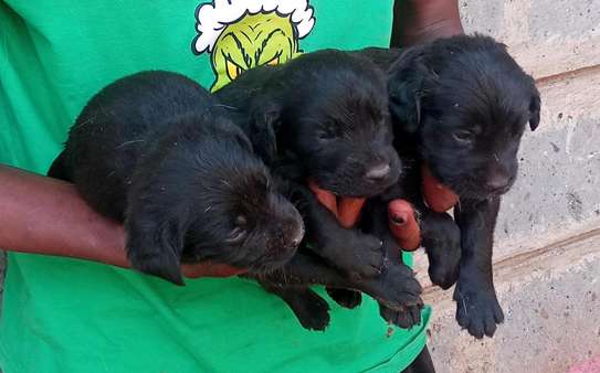 1-3 months old Black Labrador retriever puppies image 1