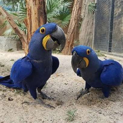 Hyacinth macaw parrots available now image 1