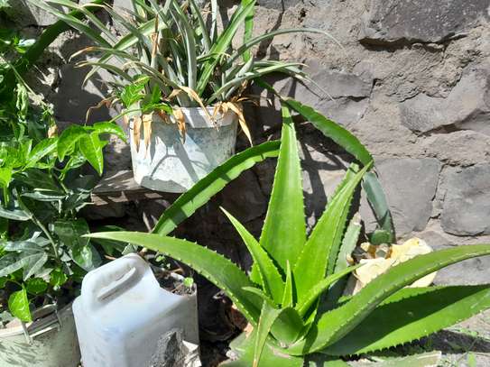 Ported Aloe Vera Plant image 7