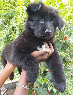 1-3 months Female Purebred Black German Shepherd image 3