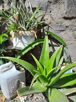 Ported Aloe Vera Plant image 8