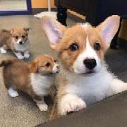 Corgi puppies available now. image 1