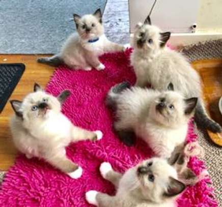 Ragdoll kittens for adoption. image 3
