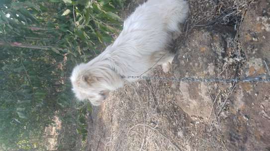 1year old male Maltese image 4