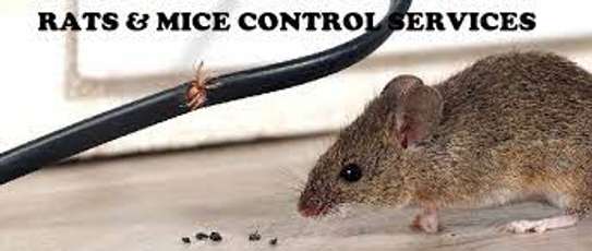 Rat Control: Expert Treatment for Rat Infestations Nairobi image 2
