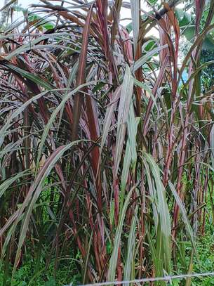 Australian red napier image 4