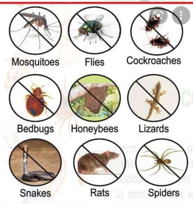 Bed Bugs Control Services In Utawala. image 1