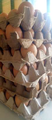 Chicken eggs image 1