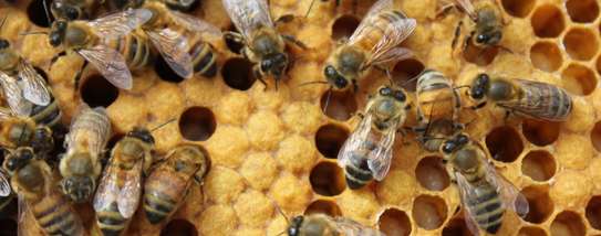 African Beekeeping Services - Welcome To The World Of Beekeeping | We provide education and advice, promoting responsible bee keeping. image 6