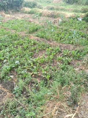 EIGHTH OF AN ACRE PLOT IN MLOLONGO image 3