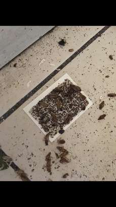 Professional Bed Bugs Control / Cockroach Control / Mosquito Control / Termite Control / Commercial Pest Control .Call now image 8