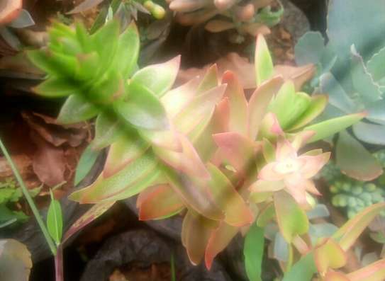 succulents image 3