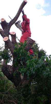 24 HR Tree trimming & pruning|Tree removal|Emergency tree services.Free quote image 2