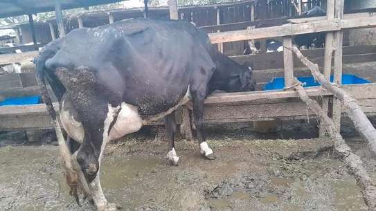 Powerful Frisian breed image 8