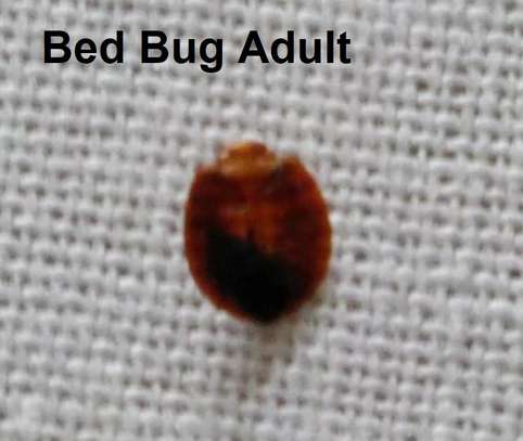 BED BUG Fumigation and Pest Control Services in Nairobi image 1