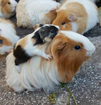Guinea Pig image 1