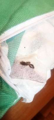 Bedbugs removal image 3