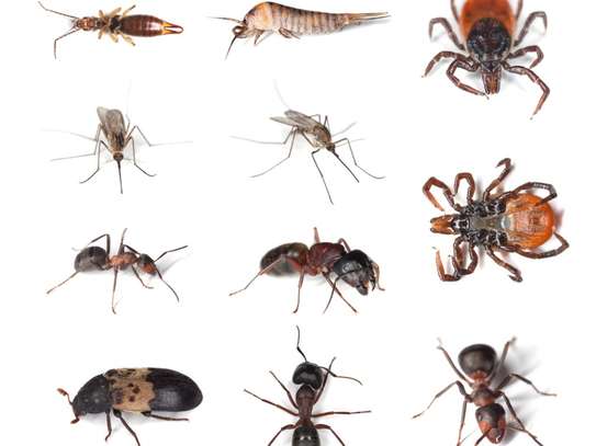 Cockroaches/Bed Bugs/Fleas/Ticks/Pest Control & Fumigation image 7