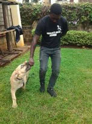 Puppy & Dog Training Services - Best dog training in Kenya. Certified and Professional Dog Trainers help you train your puppy, young dog, and adult dog. image 10