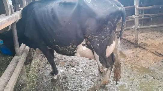 Powerful Frisian breed image 5