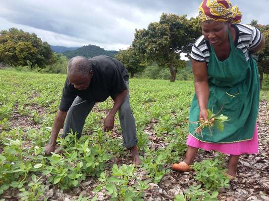 Bestcare Gardening Lower Kabete,Gigiri,Westlands,Langata image 3