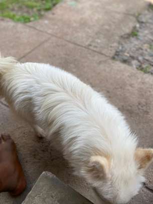 Japanese Spitz Purebred Male on quick sale image 3