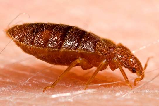 Bed Bug Fumigation Service | Bed Bugs Control South C &  B image 11