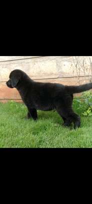 1-3 months Female Purebred Black Labrador retriever image 1