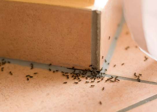 Bed Bug Exterminators | Bed Bug Removal in Nairobi image 2