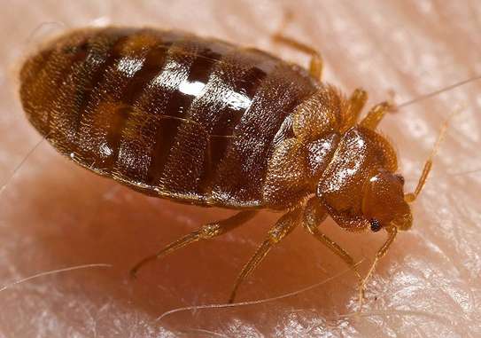 Cheap bed bug fumigation services Lucky Summer /Korogocho image 1