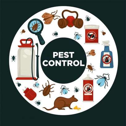 Bedbugs removal/cockroches solutions image 3