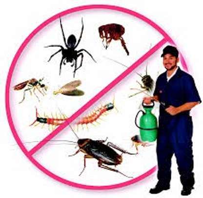 100% Guaranteed Pest (Bedbugs Cockroaches Termites Rats) Control image 1