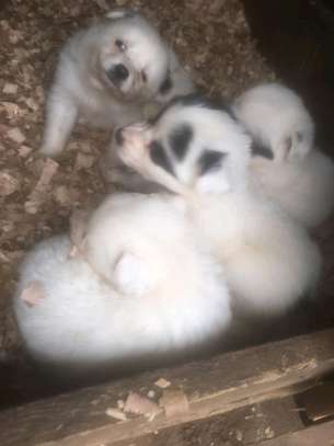 100% full breed Puppies available for sale image 1