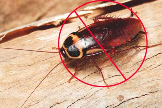 Expert Homes Fumigation & Pest control - Bed Bugs & Cockroaches control | Best Office & Domestic Cleaning Nairobi. image 10