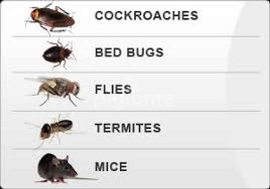 Cockroaches,Bed bugs,Flies,Ants,Rats & Termite Fumigation image 14