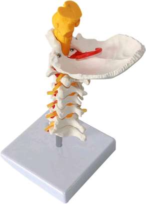 CERVICAL VERTEBRAE ANATOMY MODEL PRICE IN KENYA image 3