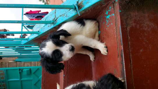 MALE AND FEMALE SPRINGER SPANIEL AVAILABLE image 2