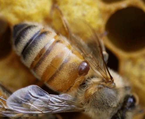 Bedbug Pest Control & Treatment Nairobi-Bed Bug Exterminator image 8