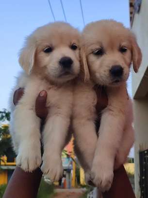 Golden retriever puppies cream image 1