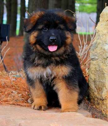 Good looking German Shepherd puppy image 1