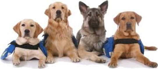 Best Dog Trainers in Nairobi,Kenya - We specialize in basic and advance obedience, problem solving and personal protection training. image 1