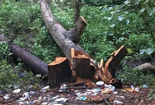 Expert Tree Cutting Services | Tree Cutting and Stump Removal Services| Bestcare Tree Service | Tree Trimming Service | Tree Removal And Landscaping | Affordable Tree Cutting Services | Bestcare Tree Trimming | Reliable Tree Cutting Service in Nairobi | Tree Cutting Services Nairobi.Get A Free Quote Now. image 10