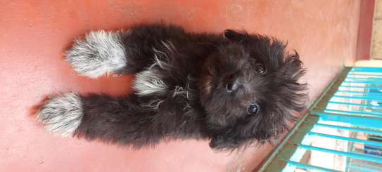 HAVANESE PUPPIES AVAILABLE image 4