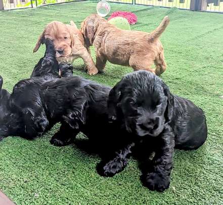 Irresistible Chocolate and Golden Cocker Spaniel Puppies image 5