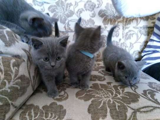 Scottish Fold Kittens image 1