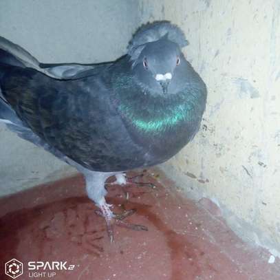 Punky male pigeon image 4