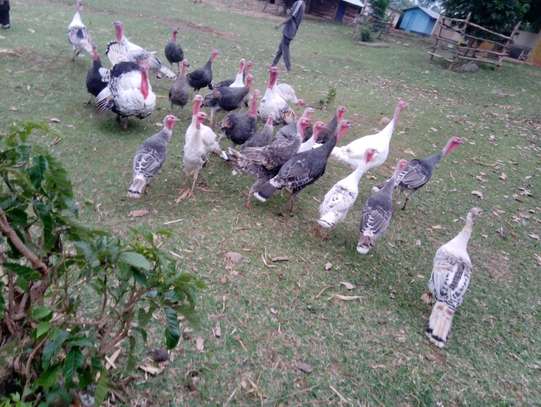 Turkey available for sale both rearing and beef image 1