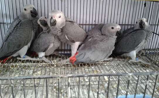 African Grey parrots for sale. image 2